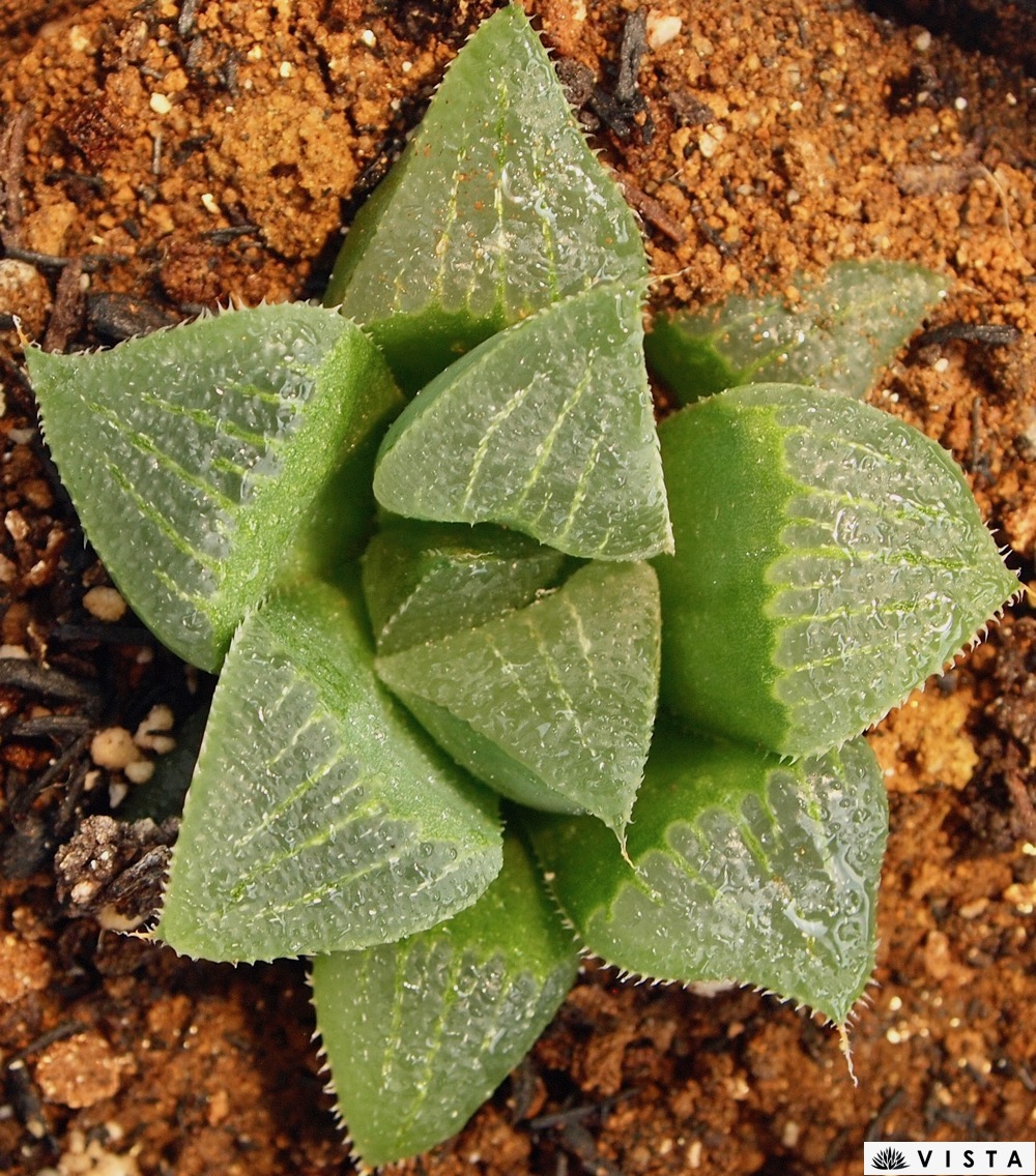 楽天市場 竜の洞 リュウノホラ ハオルチア属 ジュエルプランツ 多肉植物 9cmポット観葉植物 雑貨 おすすめ インテリア 暮らし ハオルシア Haworthia サボテン 植物 多肉植物専門店 ビスタ 楽天市場 竜の洞 リュウノホラ ハオルチア属 ジュエルプランツ 多肉植物 9cmポット観葉植物 雑貨 おすすめ インテリア 暮らし ハオルシア Haworthia サボテン 植物 多肉植物専門店 ビスタ