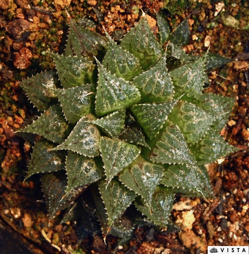 ムンチュ ハオルチア属 多肉植物 9cmポット観葉植物 雑貨 おすすめ 室内装飾 暮し ハオルシア Haworthia カクタス 植物 Fecdas Cat