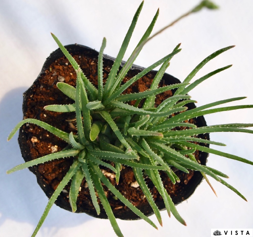 ピグミーの乙女 ピグミーノオトメ アロエ属 多肉植物 9cmポット観葉植物 雑貨 おすすめ インテリア 暮らし 育て方 植物 種類 使い方 ケア Educaps Com Br