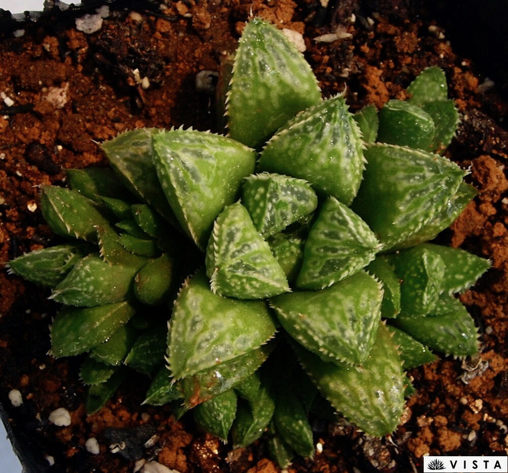 楽天市場 獅子寿 シシコトブキ ハオルチア属 多肉植物 9cmポット観葉植物 雑貨 おすすめ インテリア 暮らし ハオルシア Haworthia サボテン 植物 多肉植物専門店 ビスタ