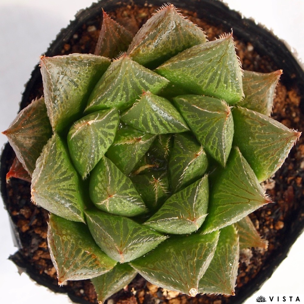 楽天市場 ドリアン ハオルチア属 多肉植物 9cmポット観葉植物 雑貨 おすすめ インテリア 暮らし ハオルシア Haworthia サボテン 植物 多肉植物専門店 ビスタ 楽天市場 ドリアン ハオルチア属 多肉植物 9cmポット観葉植物 雑貨 おすすめ インテリア 暮らし ハオルシア Haworthia サボテン 植物 多肉植物専門店 ビスタ