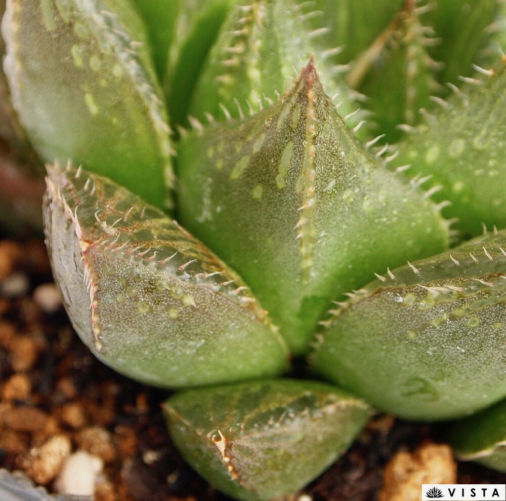 楽天市場 ドリアン ハオルチア属 多肉植物 9cmポット観葉植物 雑貨 おすすめ インテリア 暮らし ハオルシア Haworthia サボテン 植物 多肉植物専門店 ビスタ 楽天市場 ドリアン ハオルチア属 多肉植物 9cmポット観葉植物 雑貨 おすすめ インテリア 暮らし ハオルシア Haworthia サボテン 植物 多肉植物専門店 ビスタ