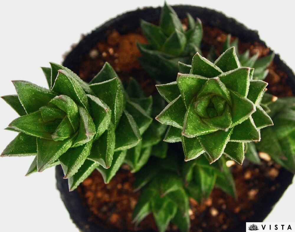 楽天市場 紫苑 シオン ハオルチア属 ジュエルプランツ 多肉植物 9cmポット観葉植物 雑貨 おすすめ インテリア 暮らし ハオルシア Haworthia サボテン 植物 多肉植物専門店 ビスタ 楽天市場 紫苑 シオン ハオルチア属 ジュエルプランツ 多肉植物 9cmポット観葉植物 雑貨 おすすめ インテリア 暮らし ハオルシア Haworthia サボテン 植物 多肉植物専門店 ビスタ