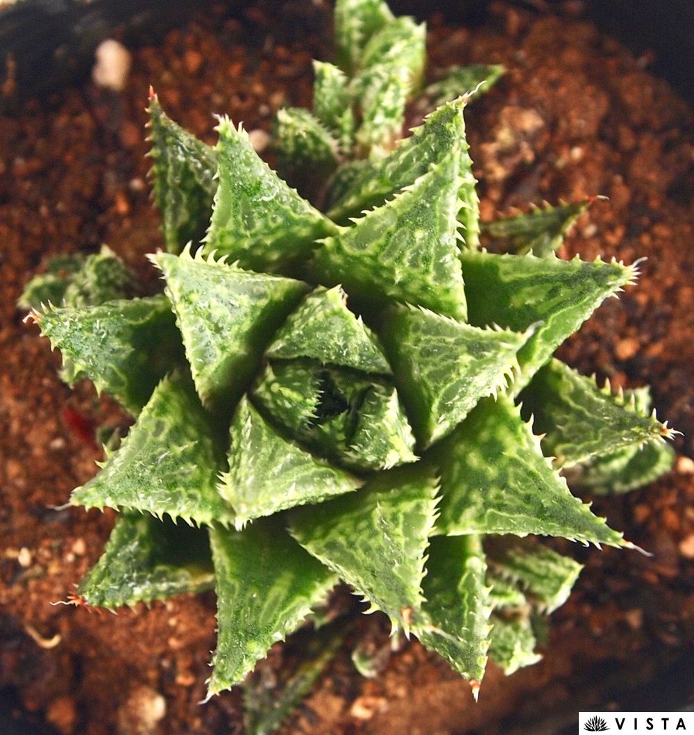 楽天市場 ワタリガニ ハオルチア属 多肉植物 9cmポット観葉植物 雑貨 おすすめ インテリア 暮らし ハオルシア Haworthia サボテン 植物 多肉植物専門店 ビスタ 楽天市場 ワタリガニ ハオルチア属 多肉植物 9cmポット観葉植物 雑貨 おすすめ インテリア 暮らし ハオルシア Haworthia サボテン 植物 多肉植物専門店 ビスタ