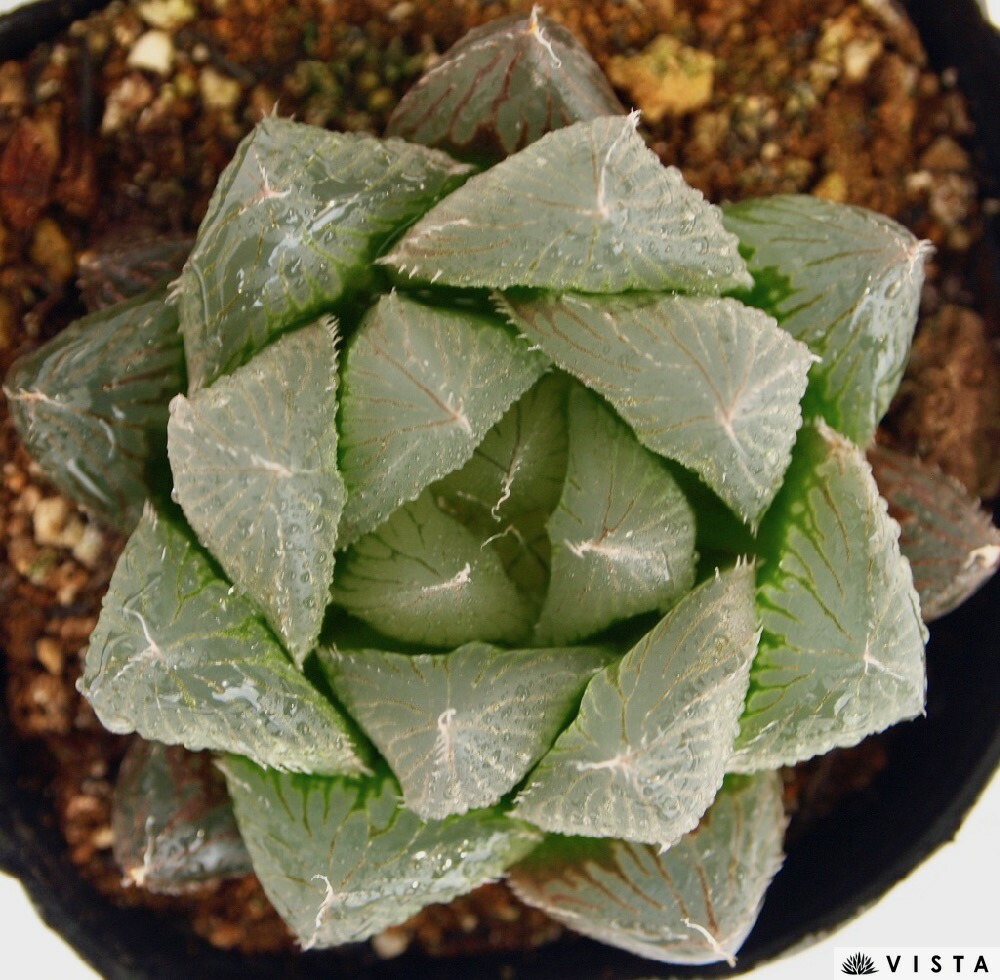 楽天市場 エンペラー ハオルチア属 ジュエルプランツ 多肉植物 9cmポット観葉植物 雑貨 おすすめ インテリア 暮らし ハオルシア Haworthia サボテン 植物 多肉植物専門店 ビスタ 楽天市場 エンペラー ハオルチア属 ジュエルプランツ 多肉植物 9cmポット観葉植物 雑貨 おすすめ インテリア 暮らし ハオルシア Haworthia サボテン 植物 多肉植物専門店 ビスタ