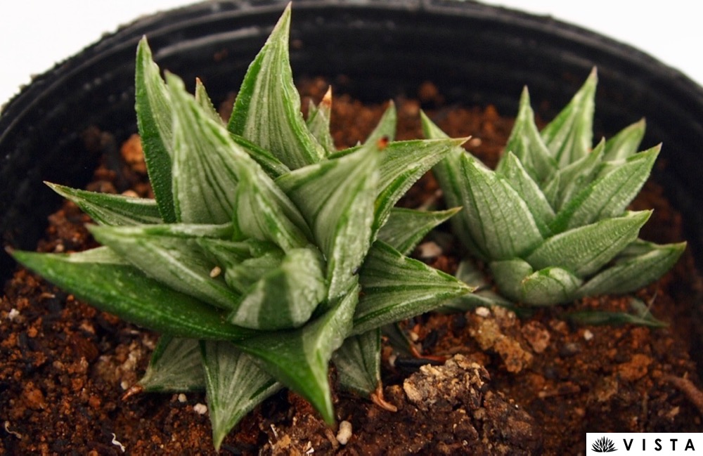 多肉植物 ハオルチア 台湾実生2(白鳥部屋) 多肉植物 ハオルチア 台湾実生2(白鳥部屋)