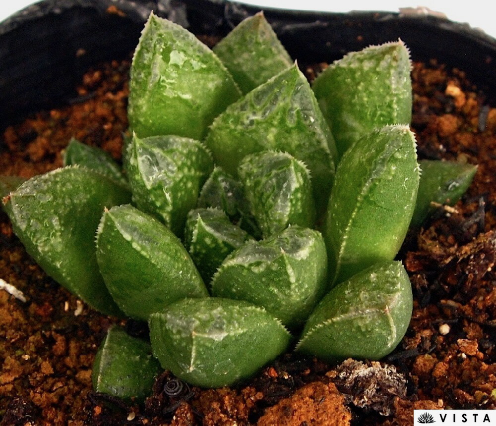 楽天市場 青いサンマ アオイサンマ ハオルチア属 ジュエルプランツ 多肉植物 9cmポット観葉植物 雑貨 おすすめ インテリア 暮らし ハオルシア Haworthia サボテン 植物 多肉植物専門店 ビスタ 楽天市場 青いサンマ アオイサンマ ハオルチア属 ジュエルプランツ 多肉植物 9cmポット観葉植物 雑貨 おすすめ インテリア 暮らし ハオルシア Haworthia サボテン 植物 多肉植物専門店 ビスタ