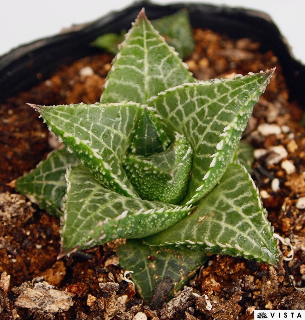 多肉植物 ハオルチア 台湾実生2(白鳥部屋) ハオルチア・白鳥 | trigger