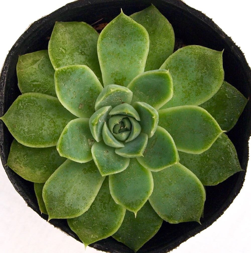 サハラ エケベリア属 多肉植物 9cmポット観葉植物 雑貨 おすすめ インテリア 暮らし 室内 植物 育て方 サボテン 多肉 Educaps Com Br