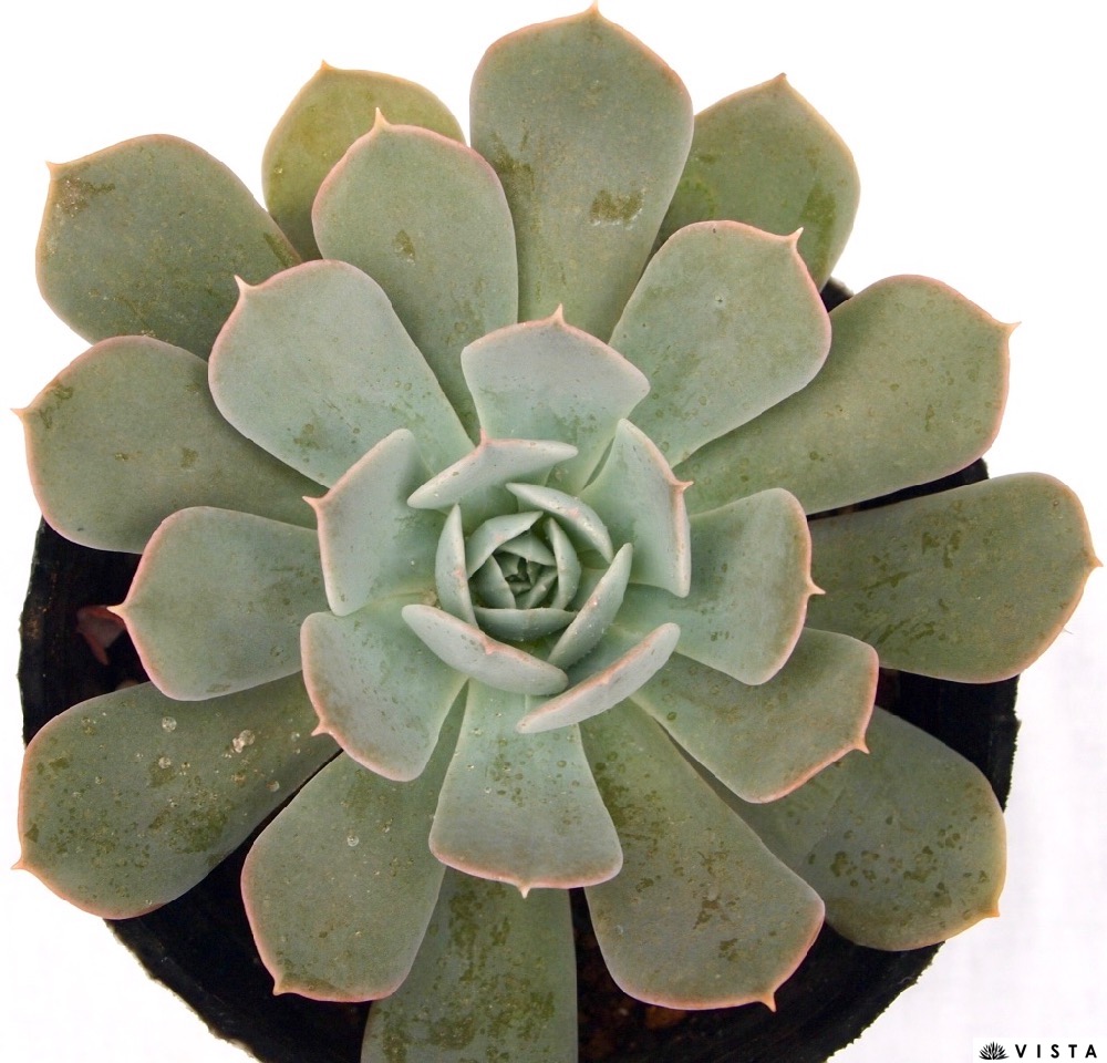 楽天市場 ルジタ エケベリア属 多肉植物 9cmポット観葉植物 雑貨 おすすめ インテリア 暮らし 室内 植物 育て方 サボテン 多肉 多肉植物専門店 ビスタ