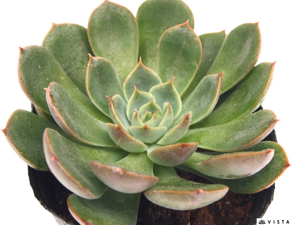 多肉植物  モーサン  抜き苗　良苗　エケベリア Yahoo!オークション - モーサン エケベリア 多肉植物 抜き苗