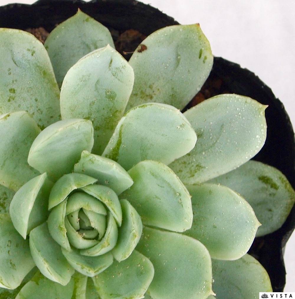 楽天市場 月影 エケベリア属 多肉植物 9cmポット観葉植物 雑貨 おすすめ インテリア 暮らし 室内 植物 育て方 サボテン 多肉 多肉植物専門店 ビスタ