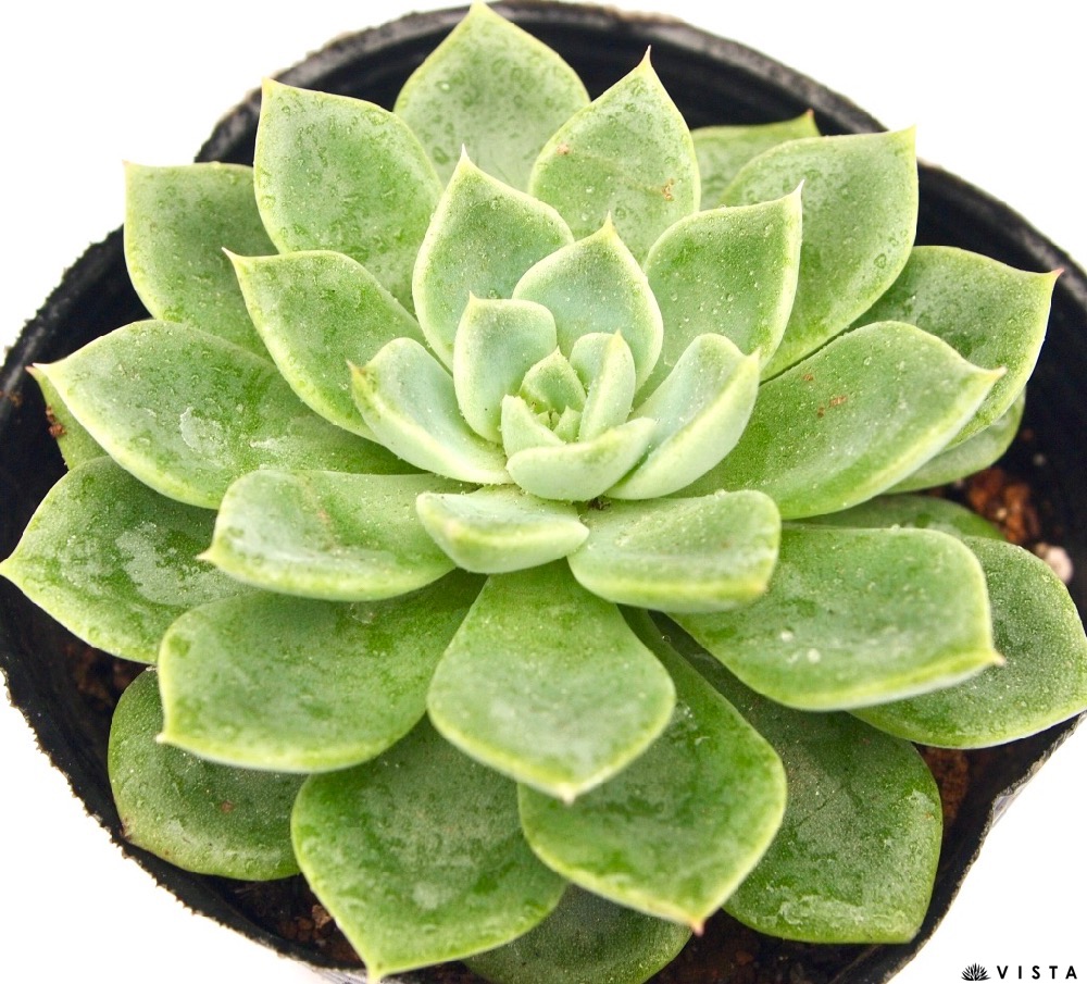 多肉植物　大和美尼　抜き苗　エケベリア 楽天市場】大和美尼（ヤマトビニ）エケベリア属 多肉植物 9cmポット