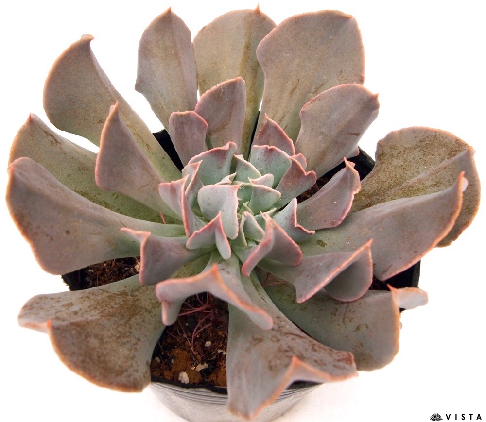 楽天市場】イードンスノー エケベリア属 多肉植物 9cmポット観葉植物