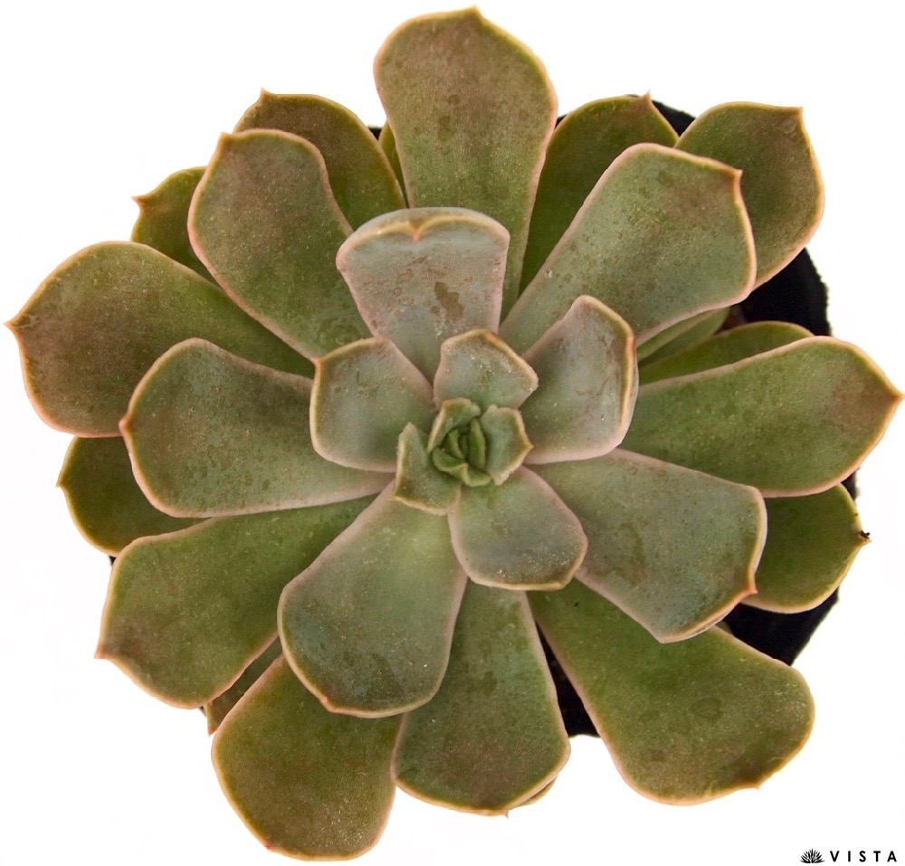 楽天市場】キングマイダス エケベリア属 多肉植物 9cmポット観葉