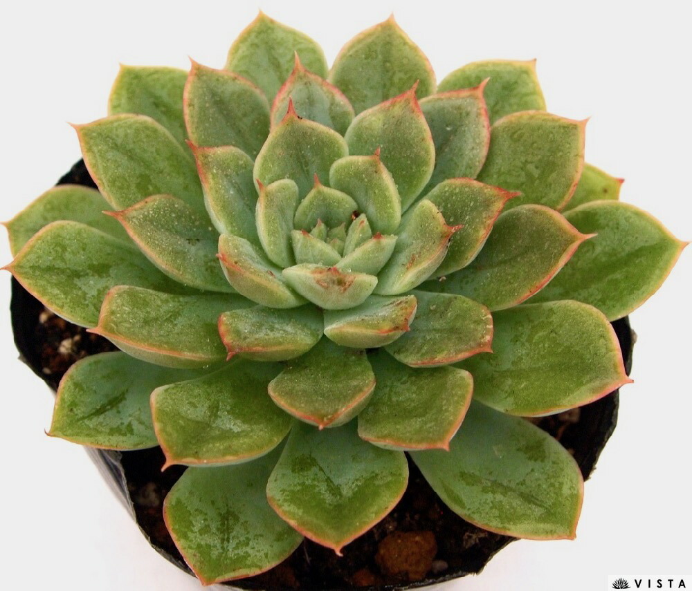 楽天市場】大和美尼（ヤマトビニ）エケベリア属 多肉植物 9cmポット