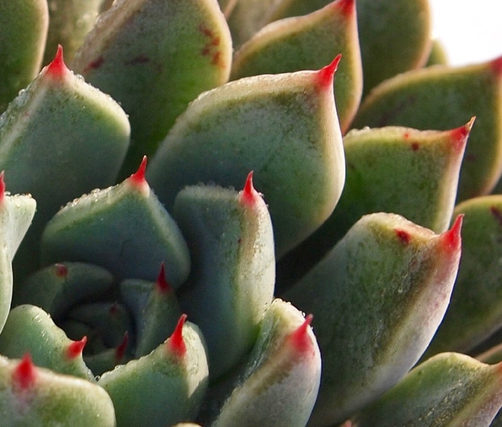 楽天市場 サンオーラ エケベリア属 多肉植物 9cmポット観葉植物 雑貨 おすすめ インテリア 暮らし 室内 植物 育て方 サボテン 多肉 多肉植物専門店 ビスタ