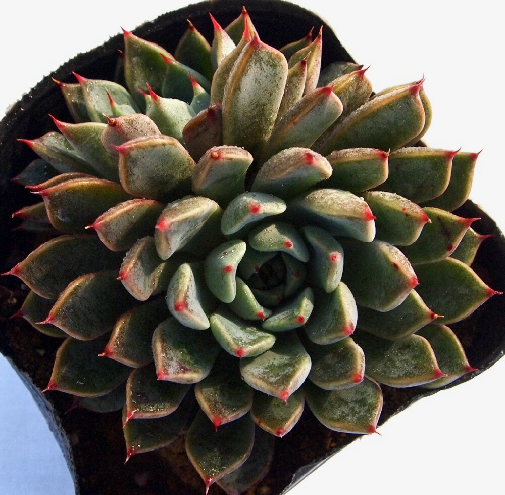 楽天市場 サンオーラ エケベリア属 多肉植物 9cmポット観葉植物 雑貨 おすすめ インテリア 暮らし 室内 植物 育て方 サボテン 多肉 多肉植物専門店 ビスタ