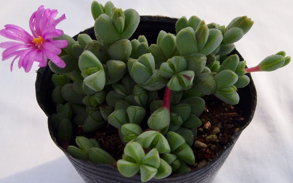 楽天市場】シンデレラ 【デラックス多肉】パキフィツム属 多肉植物