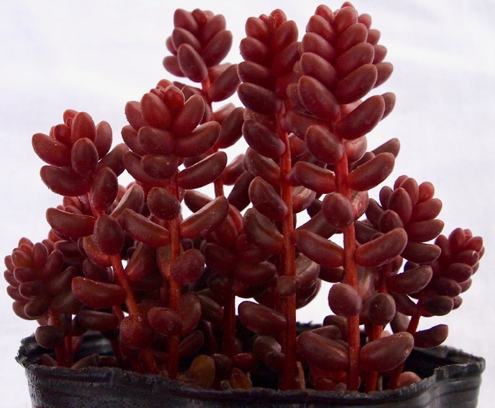 多肉植物　ディビット　① 000000011747_uPYL9o5.jpg