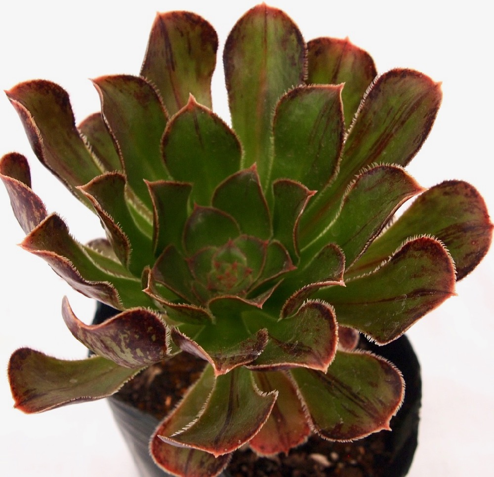 楽天市場】キウイ アエオニウム属 多肉植物 9cmポット観葉植物 雑貨