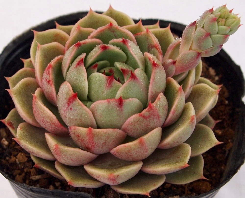 多肉植物　大和美尼　抜き苗　エケベリア 大和美尼（やまとみに）