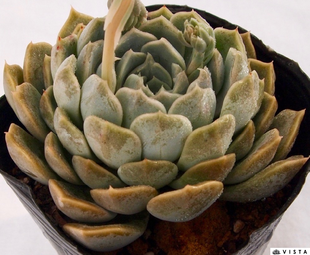 楽天市場】バイオリーナ エケベリア属 多肉植物 9cmポット観葉植物