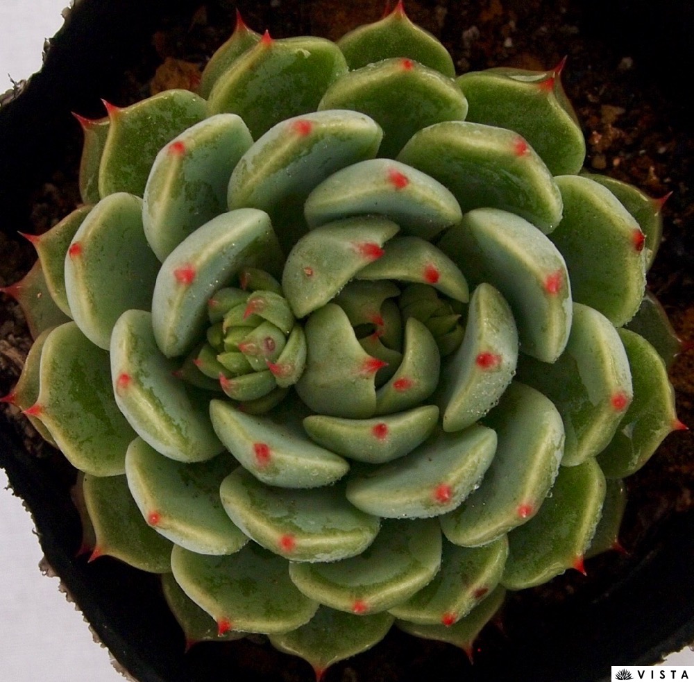 サラ エケベリア属 多肉草木 9cmポット観葉植物 雑貨 おすすめ ファニチャー 人生 室内 植物 育て方位 カクタス 多肉 Foxunivers Com