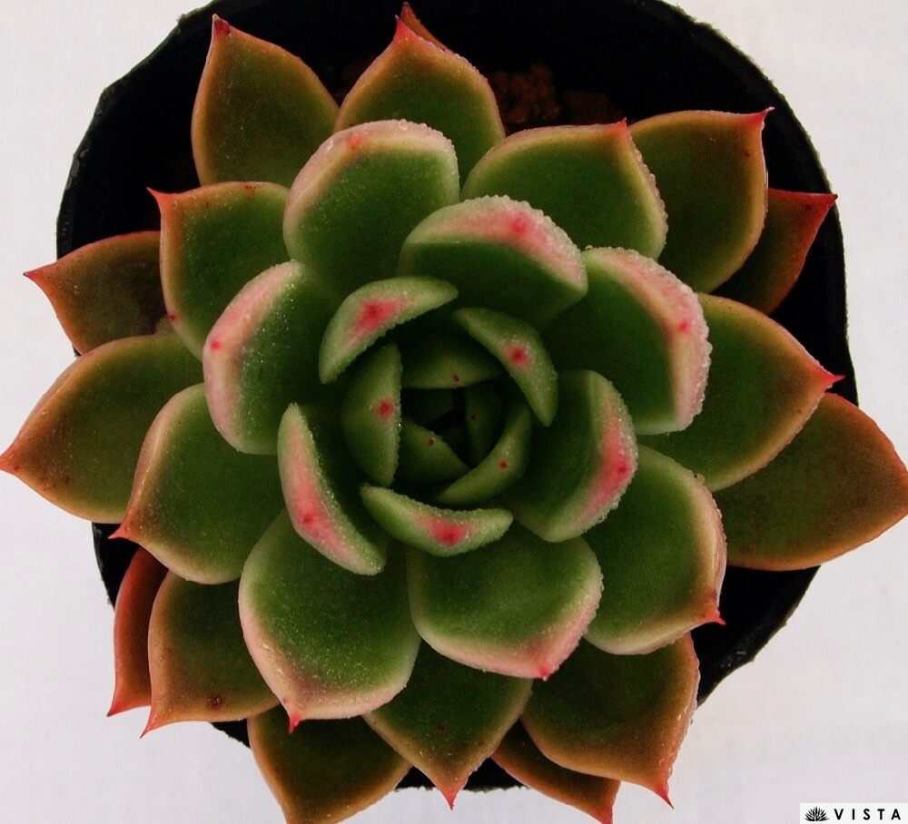 楽天市場 レッドネリー エケベリア属 多肉植物 9cmポット観葉植物 雑貨 おすすめ インテリア 暮らし 室内 植物 育て方 サボテン 多肉 多肉植物専門店 ビスタ