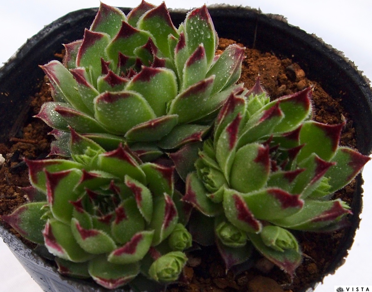 mii様　センペル センペルビブム ブラックミニ Sempervivum 'Black Mini'｜多肉