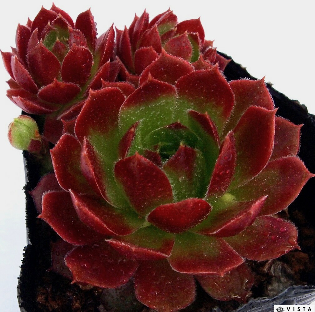 楽天市場】ガイジェスター センペルビウム属 多肉植物 9cmポット観葉 