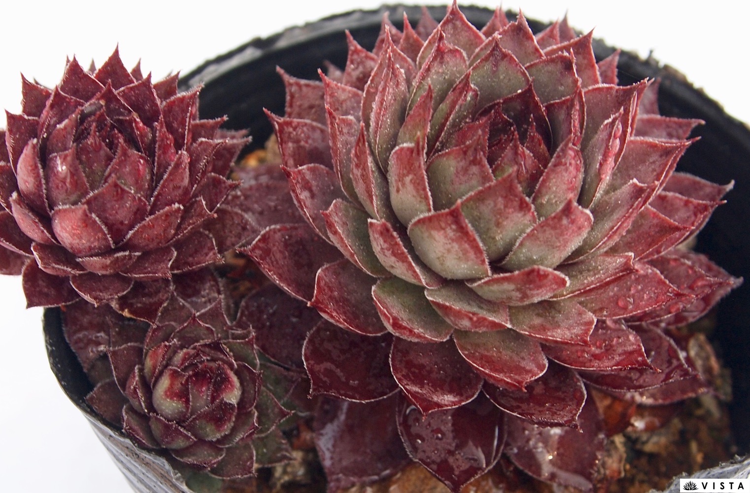 楽天市場】紅夕月（ベニユウヅキ） センペルビウム属 多肉植物 9cm