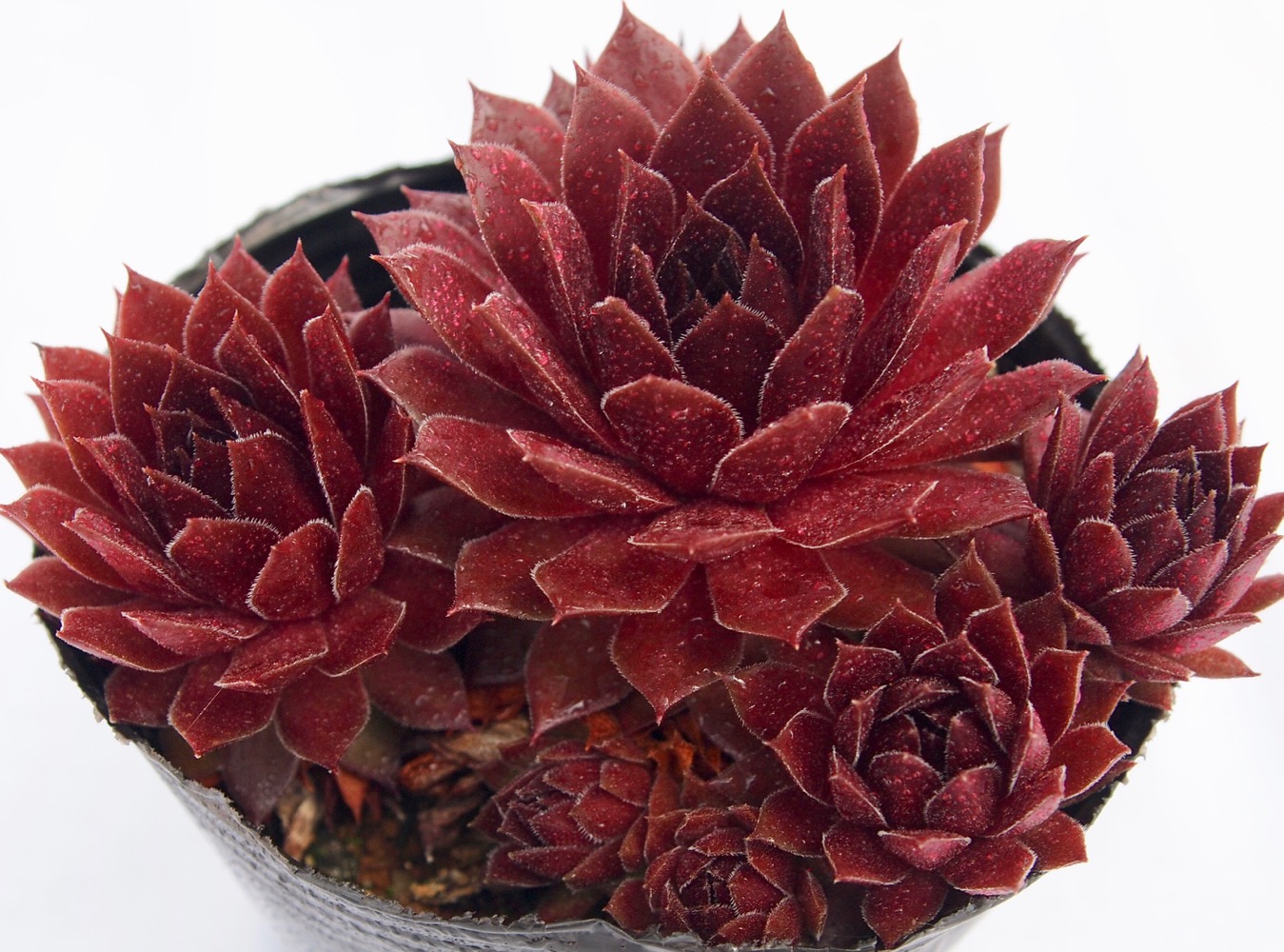 楽天市場】酒井（サカイ）センペルビウム属 多肉植物 9cmポット観葉  