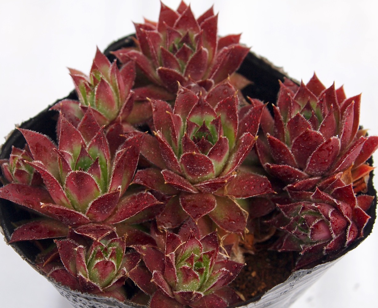 センペルビウム　サーダブルエムローレンス 楽天市場】サーダブルエムローレンス センペルビウム属 多肉植物 9cm