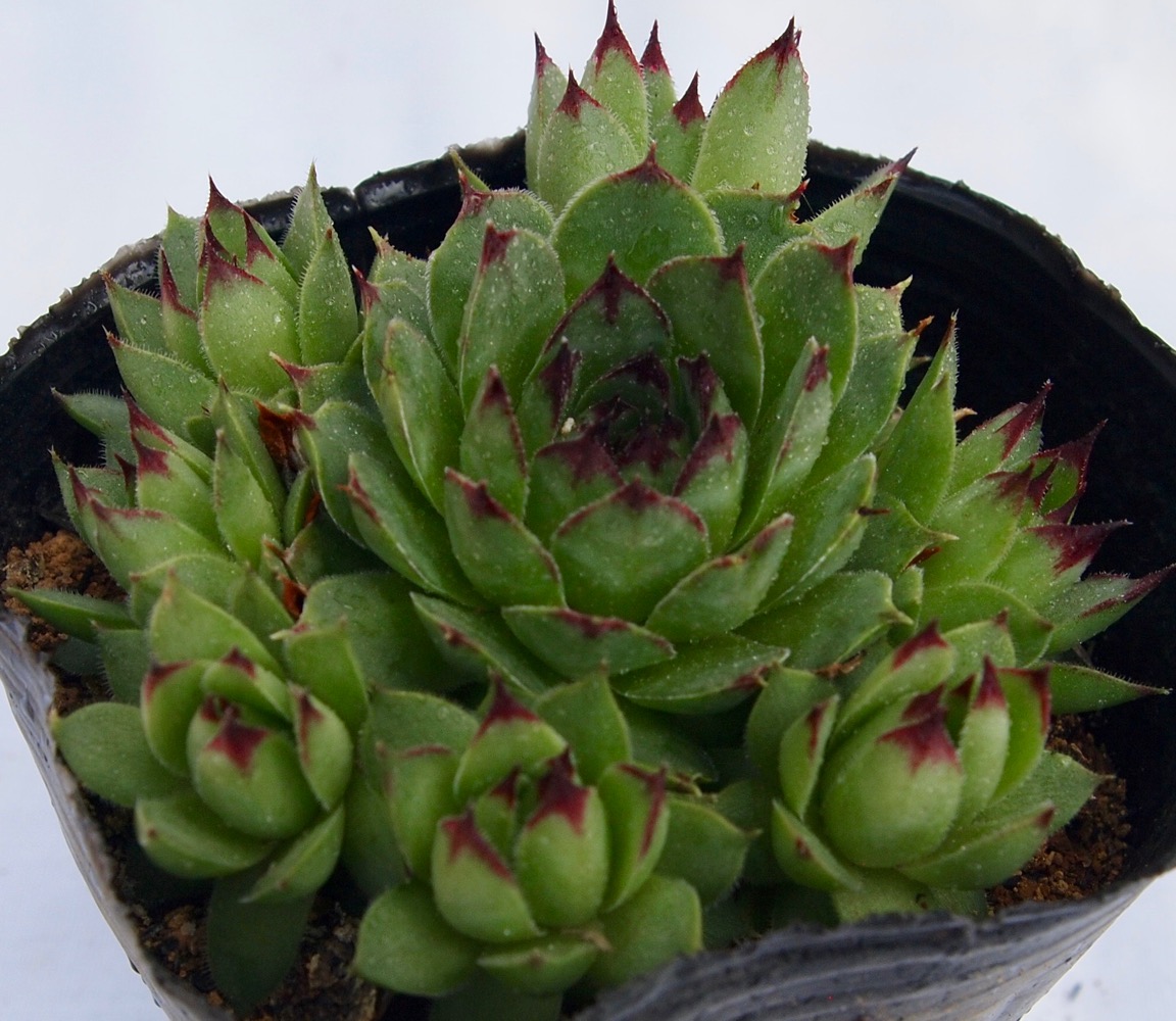 多肉植物♡センペルビウム♡モンタージュ♡1つ - 植物/観葉植物