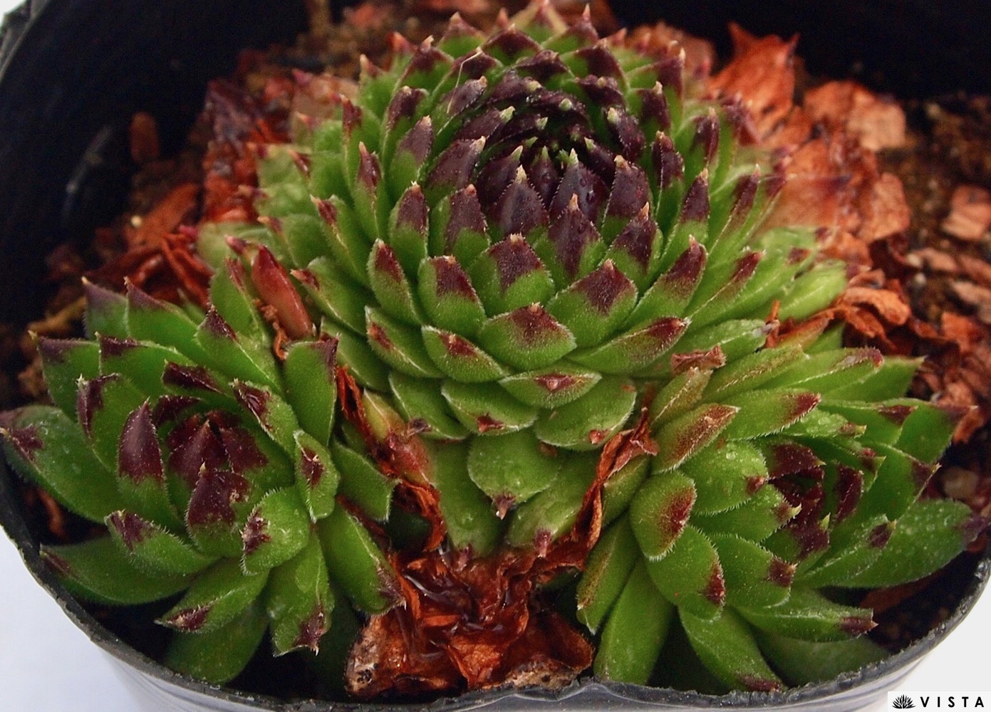 楽天市場】ホワイトレディース センペルビウム属 多肉植物 9cm