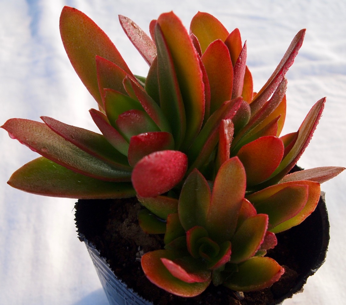 楽天市場】TL-10/22 センペルビウム属 多肉植物 9cmポット観葉植物