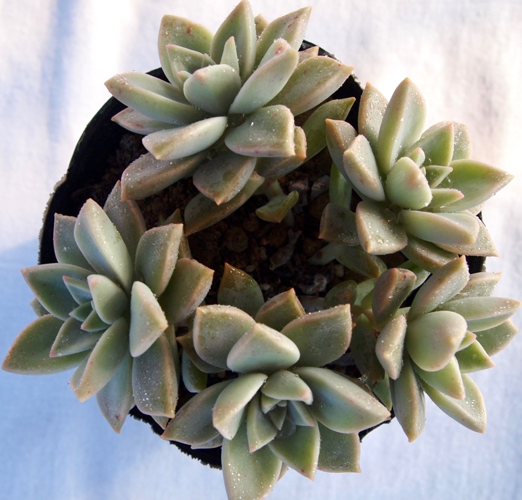 楽天市場 ピンキー グラプトベリア属 多肉植物 9cmポット観葉植物 雑貨 おすすめ インテリア 暮らし 多肉植物 ポット 子株 交配 葉挿し 多肉植物専門店 ビスタ