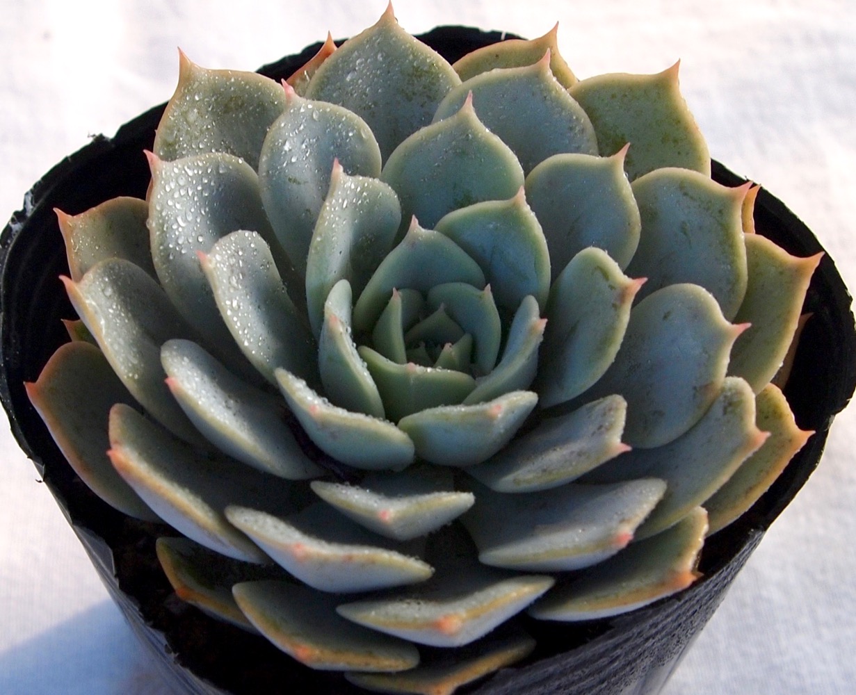 楽天市場】ブルークラウド エケベリア属 多肉植物 9cmポット観葉植物