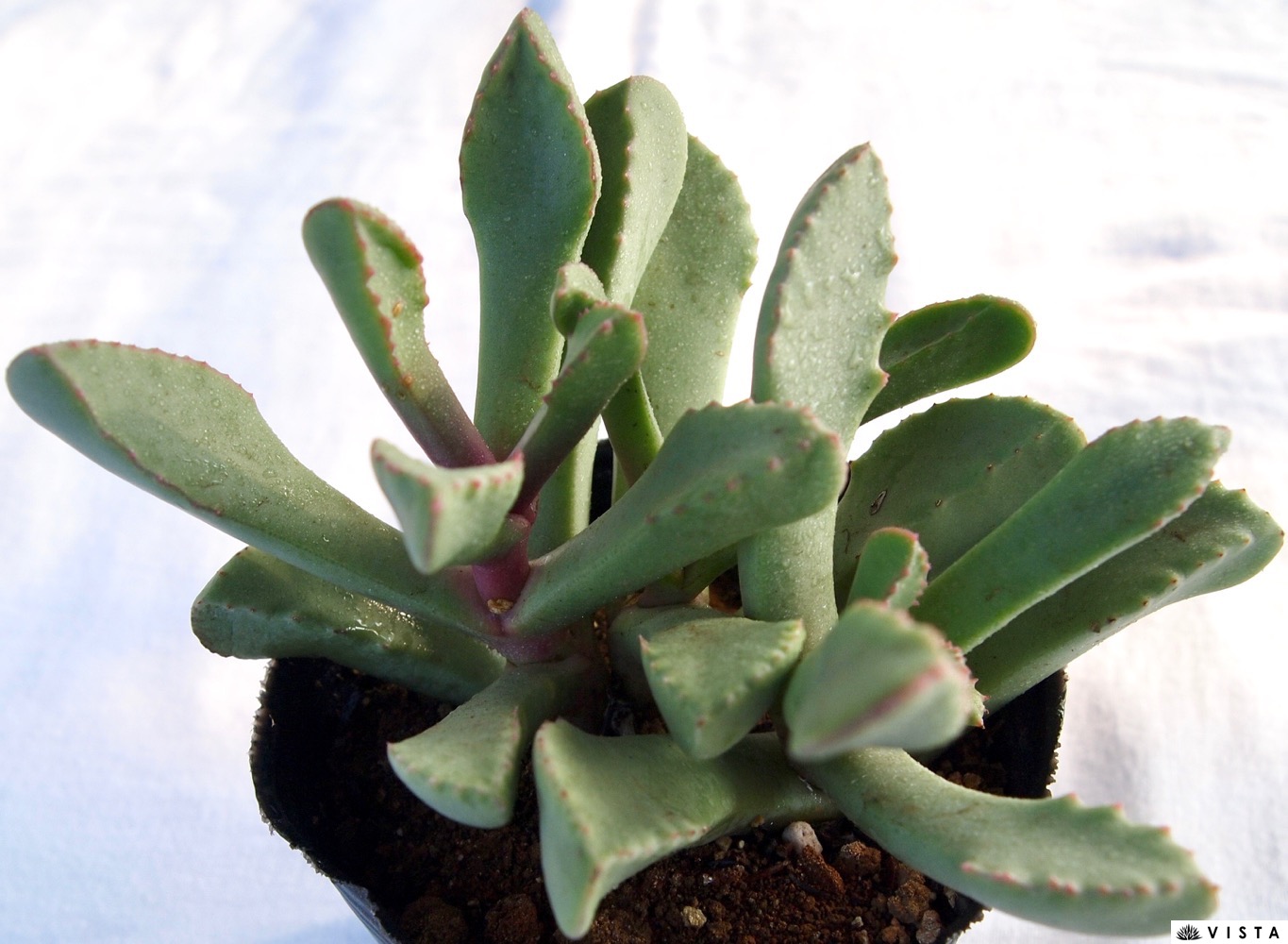 楽天市場】多肉植物 桜竜 スミクロスティグマ属 7.5センチポット 2号