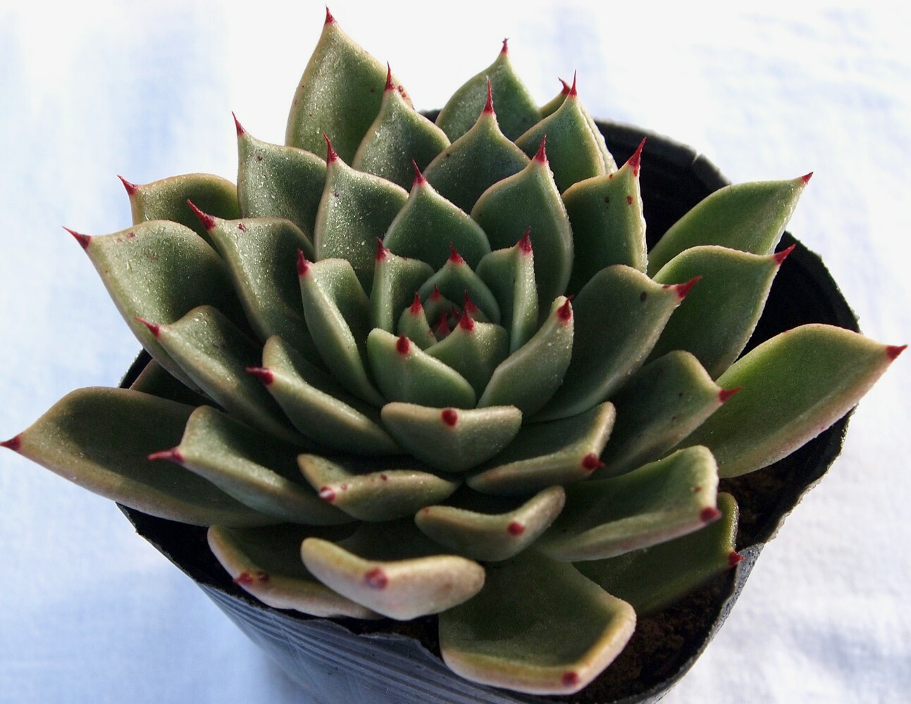 楽天市場】キングマイダス エケベリア属 多肉植物 9cmポット観葉