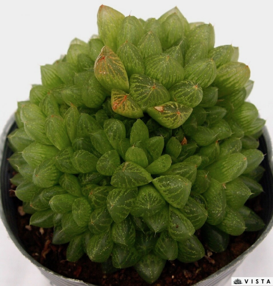 楽天市場 光るオブツーサ ヒカルオブツーサ デラックス多肉 ジュエルプランツ ハオルチア属 多肉植物 10 5cmポット観葉植物 雑貨 おすすめ インテリア 暮らし ハオルシア Haworthia サボテン 植物 多肉植物専門店 ビスタ