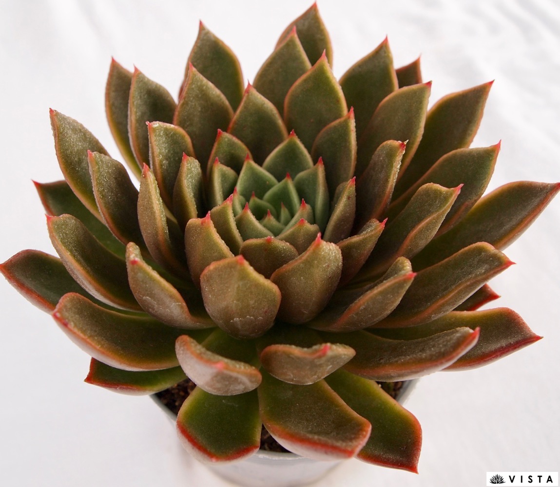 楽天市場】シンデレラ 【デラックス多肉】パキフィツム属 多肉植物