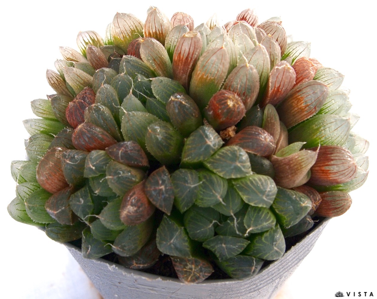 楽天市場】シンデレラ【デラックス多肉】パキフィツム属 多肉植物 10.5