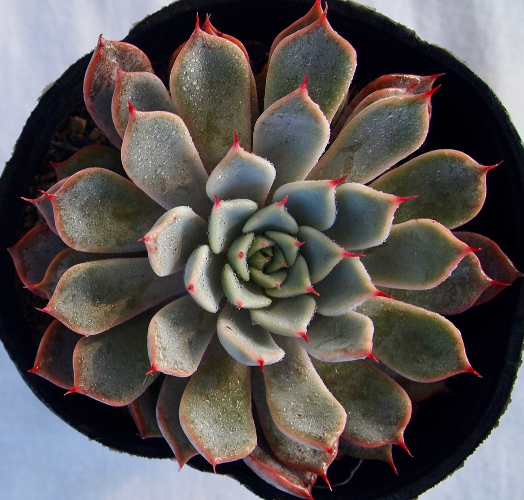 楽天市場 ピンクザラゴーサ エケベリア属 多肉植物 9cmポット観葉植物 雑貨 おすすめ インテリア 暮らし 室内 植物 育て方 サボテン 多肉 多肉植物専門店 ビスタ 楽天市場 ピンクザラゴーサ エケベリア属 多肉植物 9cmポット観葉植物 雑貨 おすすめ インテリア 暮らし 室内 植物 育て方 サボテン 多肉 多肉植物専門店 ビスタ