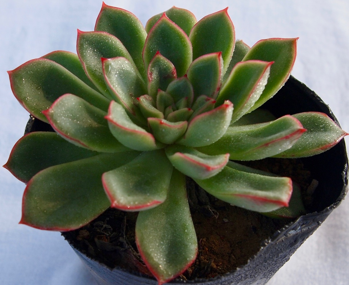 楽天市場 カリビアンクルーズ エケベリア属 多肉植物 9cmポット観葉植物 雑貨 おすすめ インテリア 暮らし 室内 植物 育て方 サボテン 多肉 多肉植物専門店 ビスタ