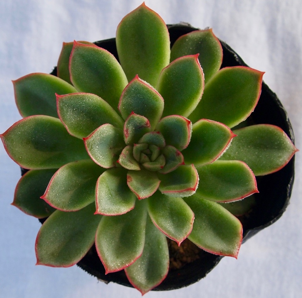 楽天市場 カリビアンクルーズ エケベリア属 多肉植物 9cmポット観葉植物 雑貨 おすすめ インテリア 暮らし 室内 植物 育て方 サボテン 多肉 多肉植物専門店 ビスタ