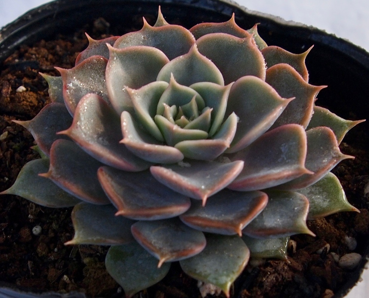 楽天市場 夕焼け ユウヤケ エケベリア属 多肉植物 9cmポット観葉植物 雑貨 おすすめ インテリア 暮らし 室内 植物 育て方 サボテン 多肉 多肉植物専門店 ビスタ