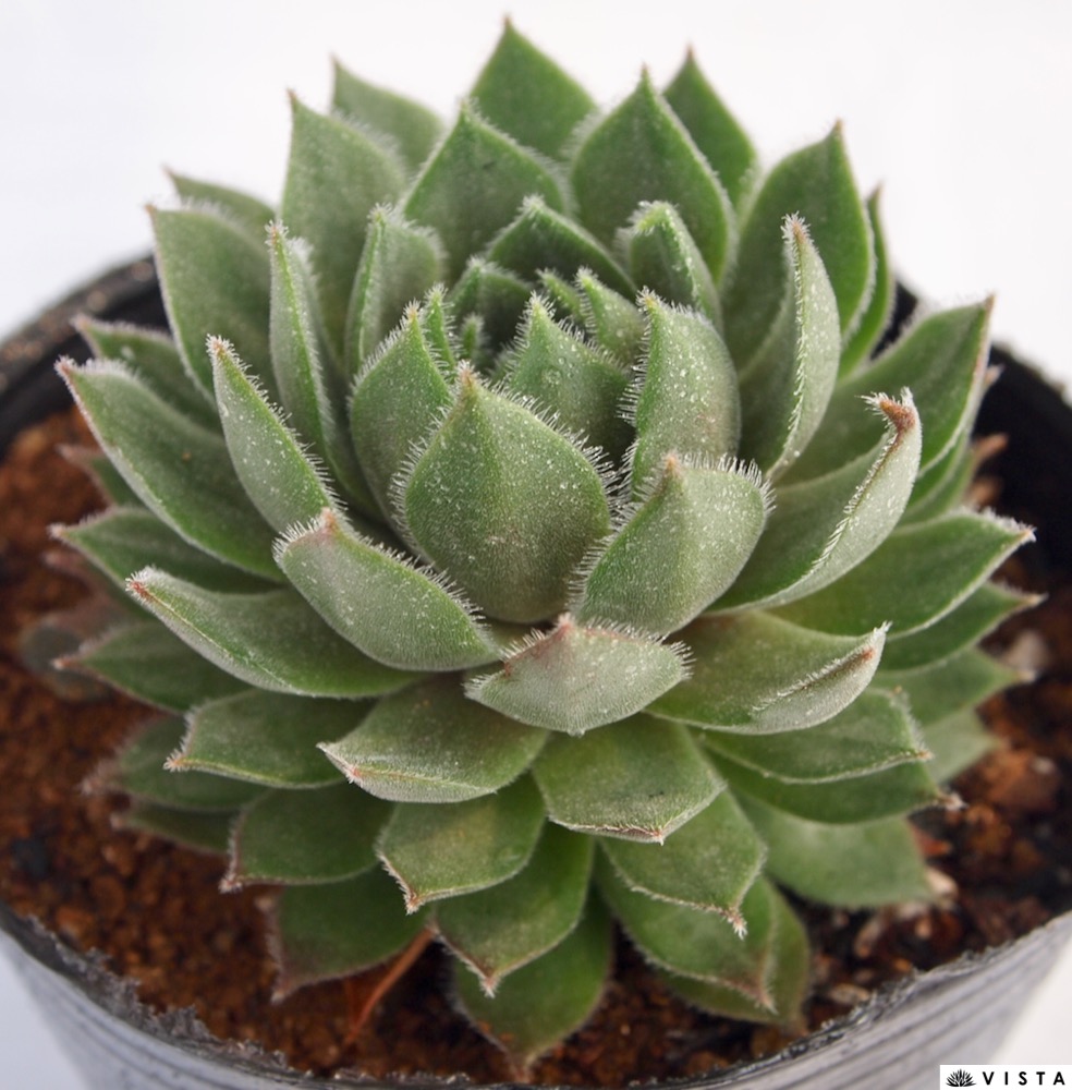 楽天市場】ラウンドミッドナイト センペルビウム属 多肉植物 9cm