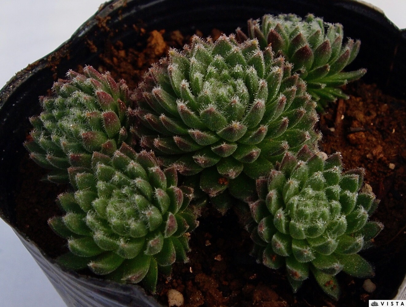 多肉 センペル ブルームーン センペルビウム ブルームーン「我が家の多肉・サボテンたち」の